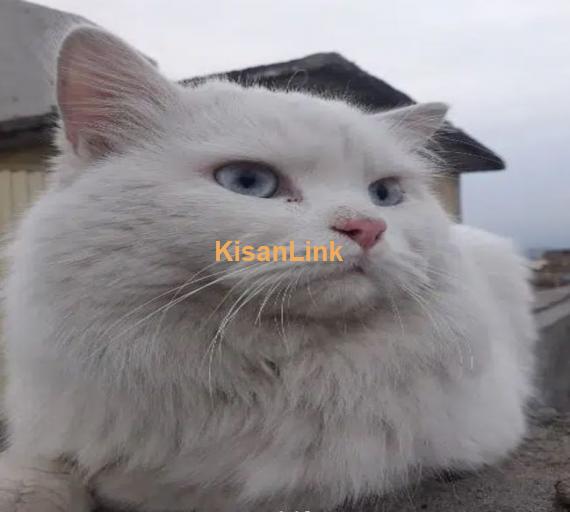 Cat / Persian cat / triple coat cat / Breeder