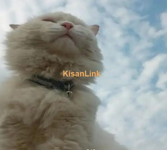 Cat / Persian cat / triple coat cat / Breeder