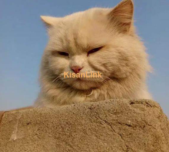 Cat / Persian cat / triple coat cat / Breeder