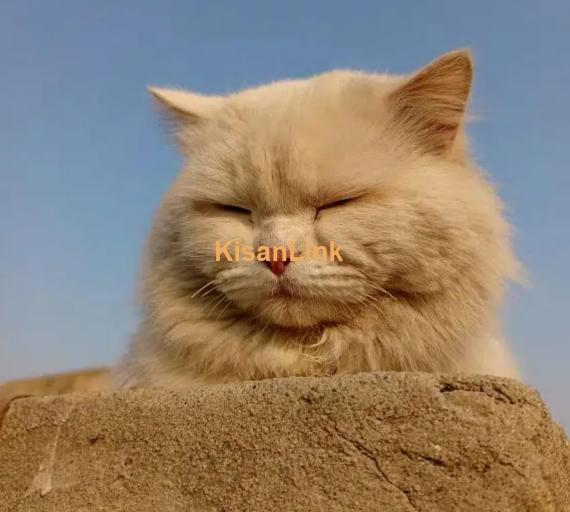 Cat / Persian cat / triple coat cat / Breeder
