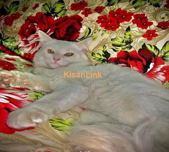Cat / Persian cat / kitten / بلی / triple coat cat /