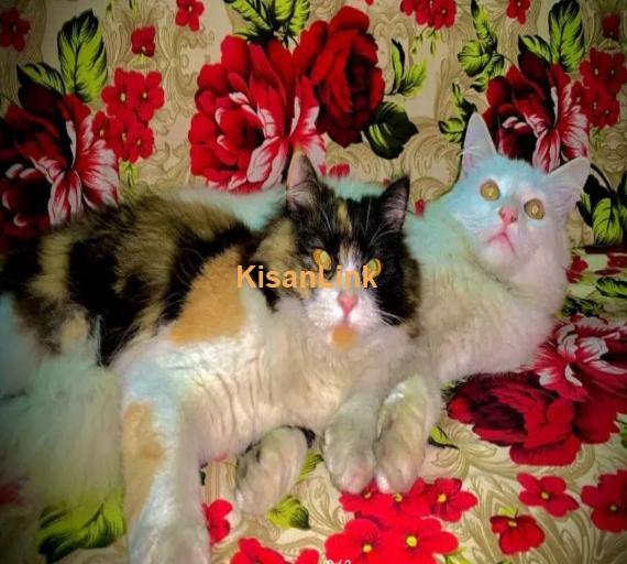 Cat / Persian cat / kitten / بلی / triple coat cat /