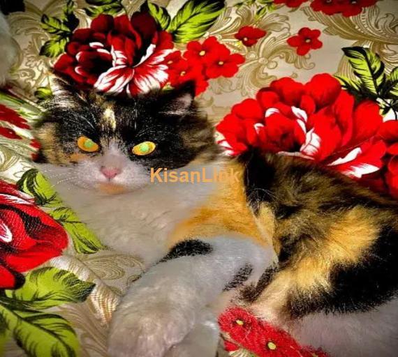 Cat / Persian cat / kitten / بلی / triple coat cat /
