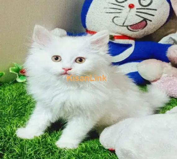 Cash On Delivery Persian Cat Babies Or Persian Kittens Available