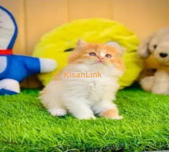 Cash On Delivery Persian Cat Babies Or Persian Kittens Available