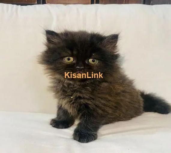 Cash On Delivery Persian Cat Babies Or Persian Kittens Available