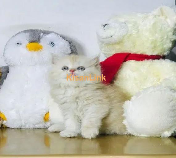 Cash On Delivery Persian Cat Babies Or Persian Kittens Available