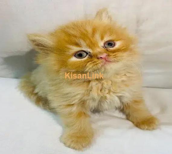 Cash On Delivery Persian Cat Babies Or Persian Kittens Available