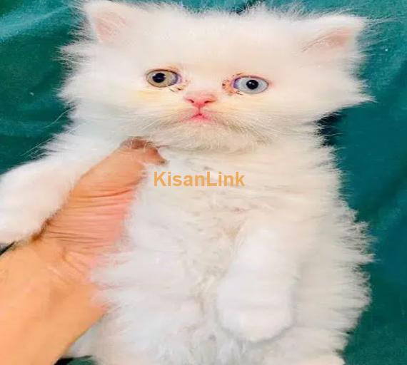 Cash On Delivery Persian Cat Babies Or Persian Kittens Available