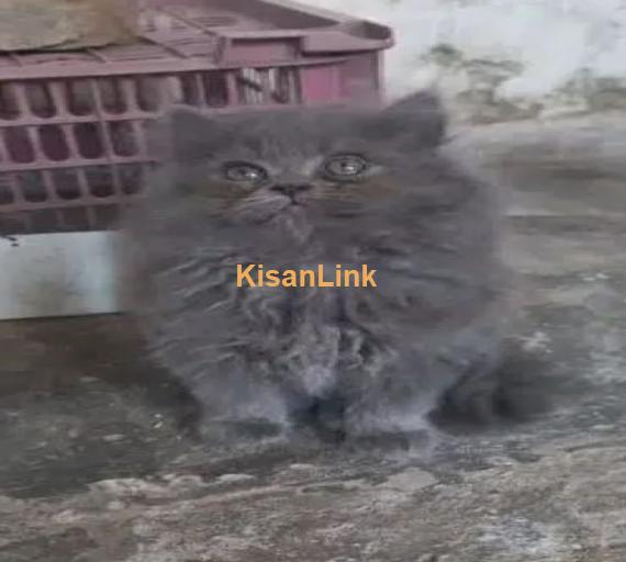 Cash On Delivery Persian Cat Babies Or Persian Kittens Available