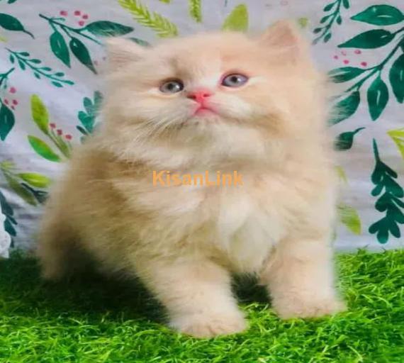 Cash On Delivery Persian Cat Babies Or Persian Kittens Available