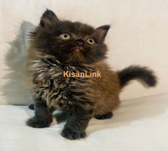 Cash On Delivery Persian Cat Babies Or Persian Kittens Available