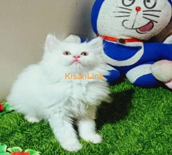 Cash On Delivery Persian Cat Babies Or Persian Kittens Available