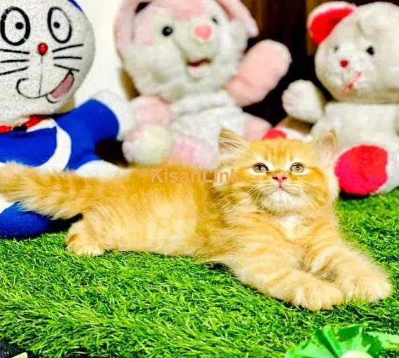 Cash On Delivery Persian Cat Babies Or Persian Kittens Available