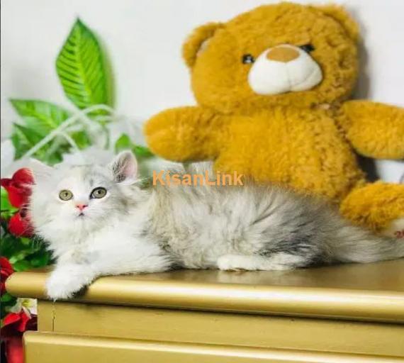 Cash On Delivery Persian Cat Babies Or Persian Kittens Available