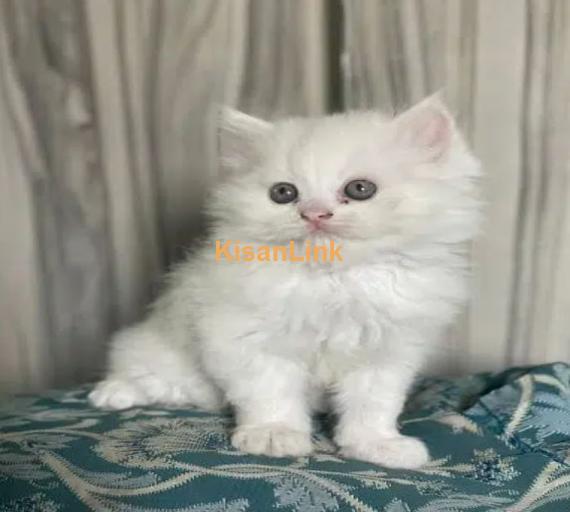 Cash On Delivery Persian Cat Babies Or Persian Kittens Available