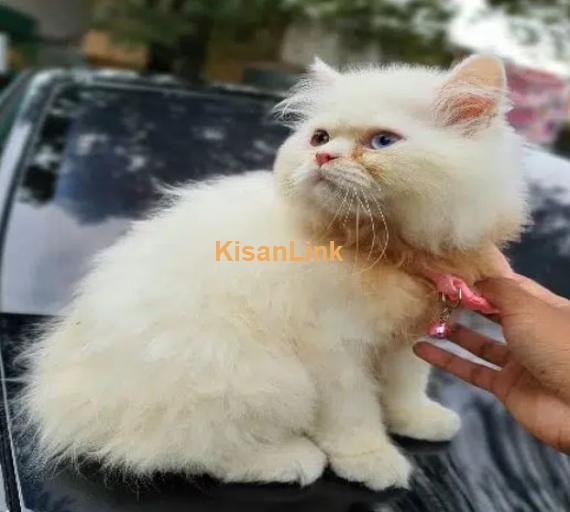 Perisan Punch face cat/cat for sale /doll face cat