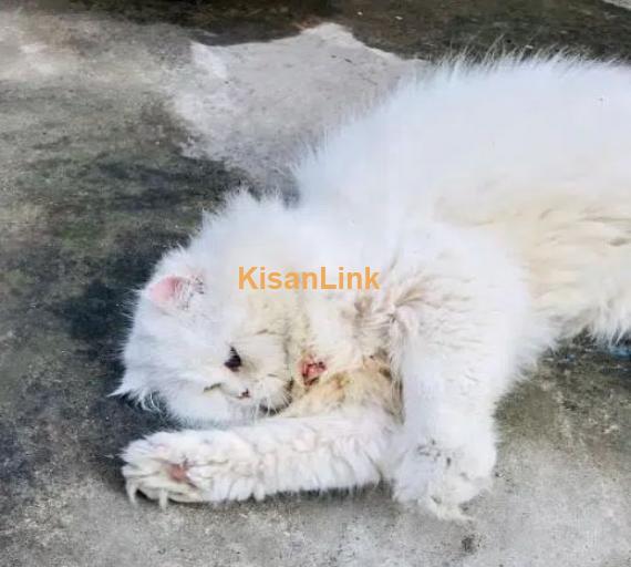 Perisan Punch face cat/cat for sale /doll face cat