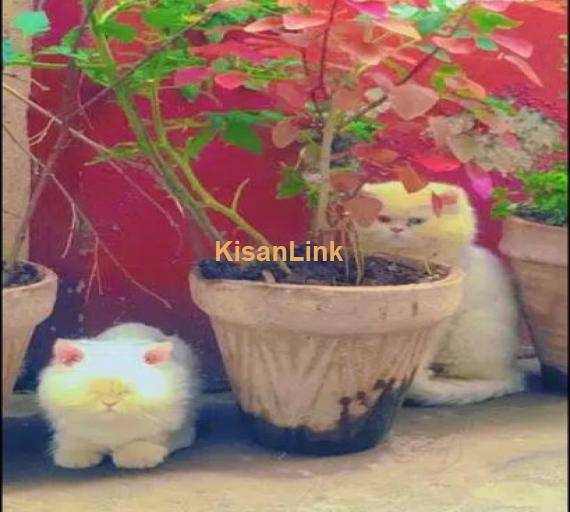 Perisan Punch face cat/cat for sale /doll face cat