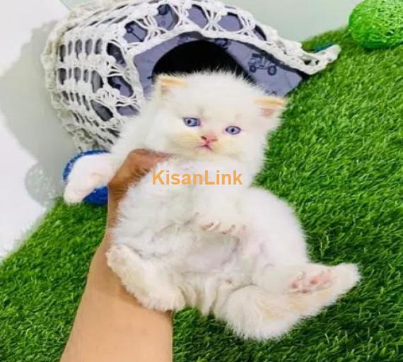 Persian cat/Persian kittens/triple coated/punch face