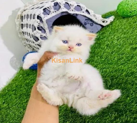 Persian cat/Persian kittens/triple coated/punch face