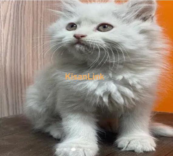 Persian cat/Persian kittens/triple coated/punch face