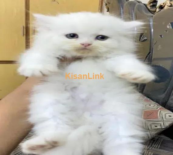 Persian cat/Persian kittens/triple coated/punch face