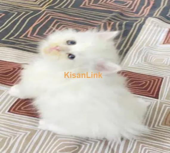 Persian cat/Persian kittens/triple coated/punch face