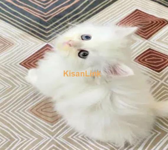 Persian cat/Persian kittens/triple coated/punch face