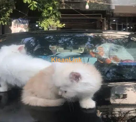Persian cat/Persian kittens/triple coated/punch face