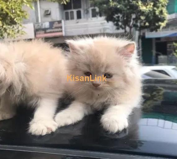 Persian cat/Persian kittens/triple coated/punch face