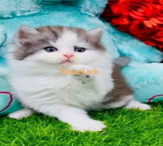 Cash On Delivery High Quality Persian Kittens or Persian Cat Babies