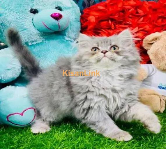 Cash On Delivery High Quality Persian Kittens or Persian Cat Babies