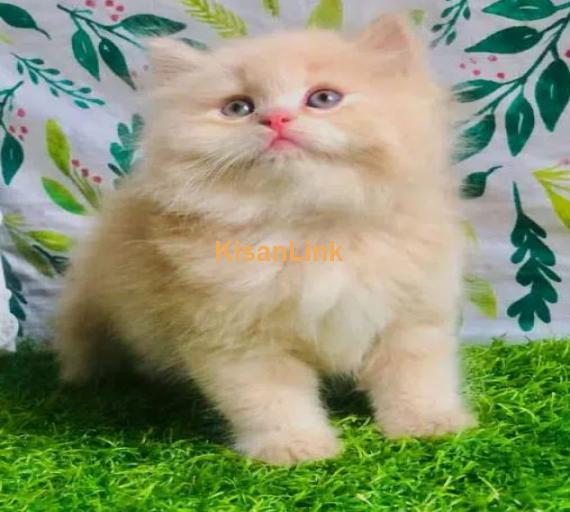 Cash On Delivery High Quality Persian Kittens or Persian Cat Babies