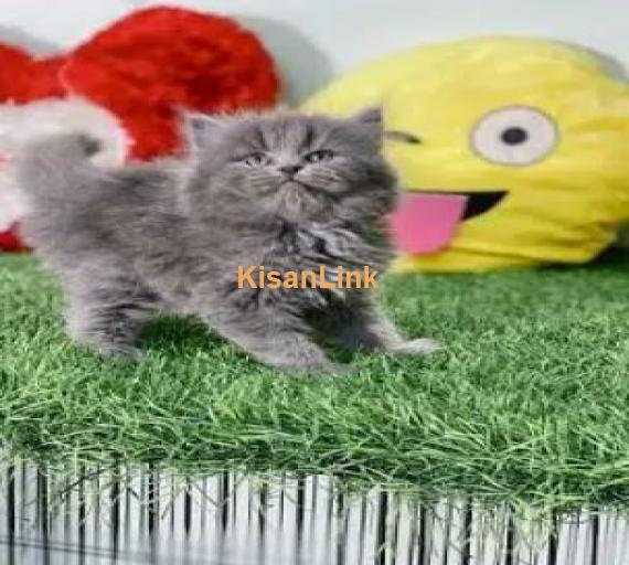 Cash On Delivery High Quality Persian Kittens or Persian Cat Babies