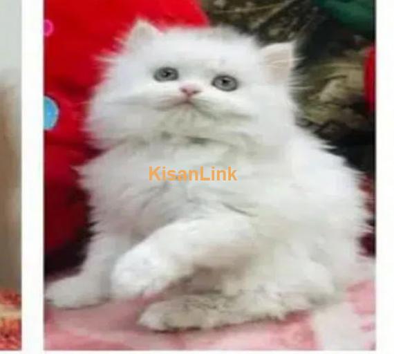 Cash On Delivery High Quality Persian Kittens or Persian Cat Babies