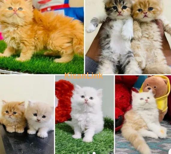 Cash On Delivery High Quality Persian Kittens or Persian Cat Babies