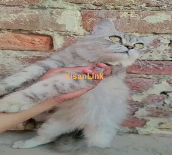Siberian Cat,