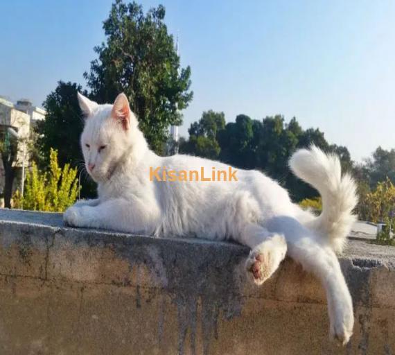 Exquisite Turkish Angora cat & His Kitten for sale!