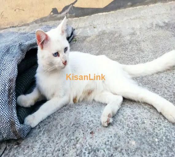 Exquisite Turkish Angora cat & His Kitten for sale!