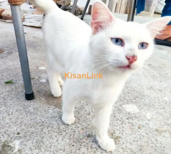 Exquisite Turkish Angora cat & His Kitten for sale!