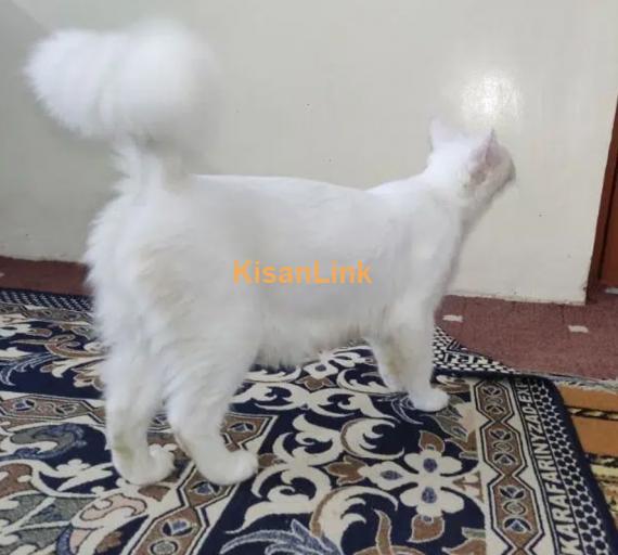 Exquisite Turkish Angora cat & His Kitten for sale!