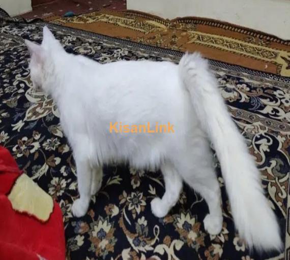 Exquisite Turkish Angora cat & His Kitten for sale!