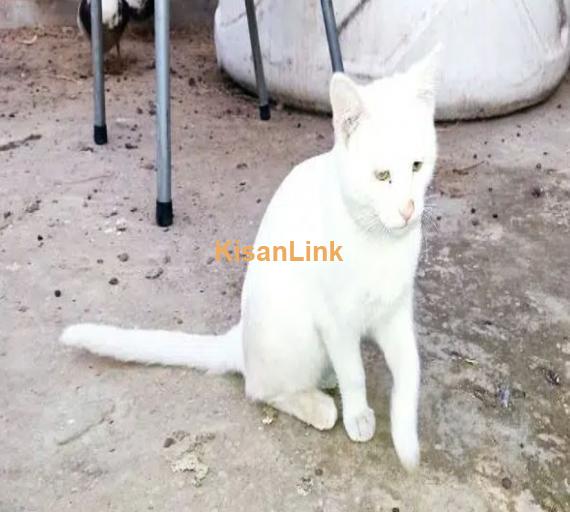 Exquisite Turkish Angora cat & His Kitten for sale!