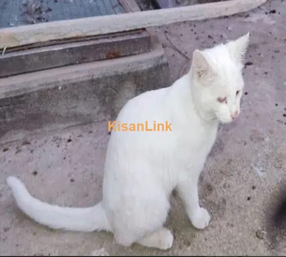 Exquisite Turkish Angora cat & His Kitten for sale!