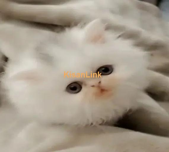 Persian cats and kittens