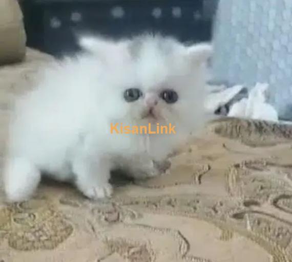 Persian cats and kittens