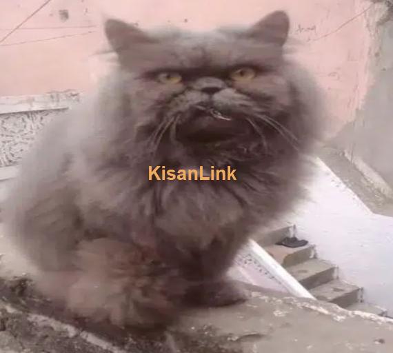 Persian cats and kittens