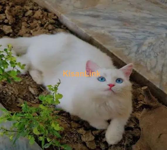 Persian cats and kittens