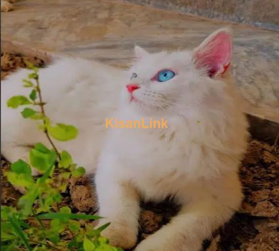 Persian cats and kittens